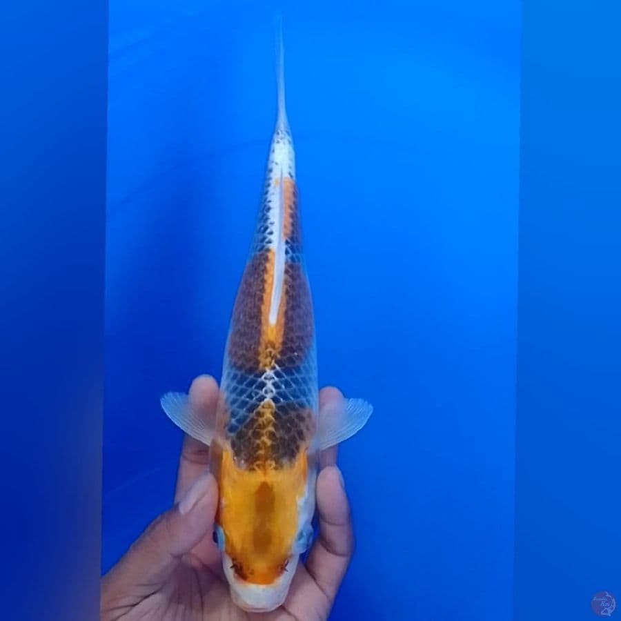 KOJAKU 30CM