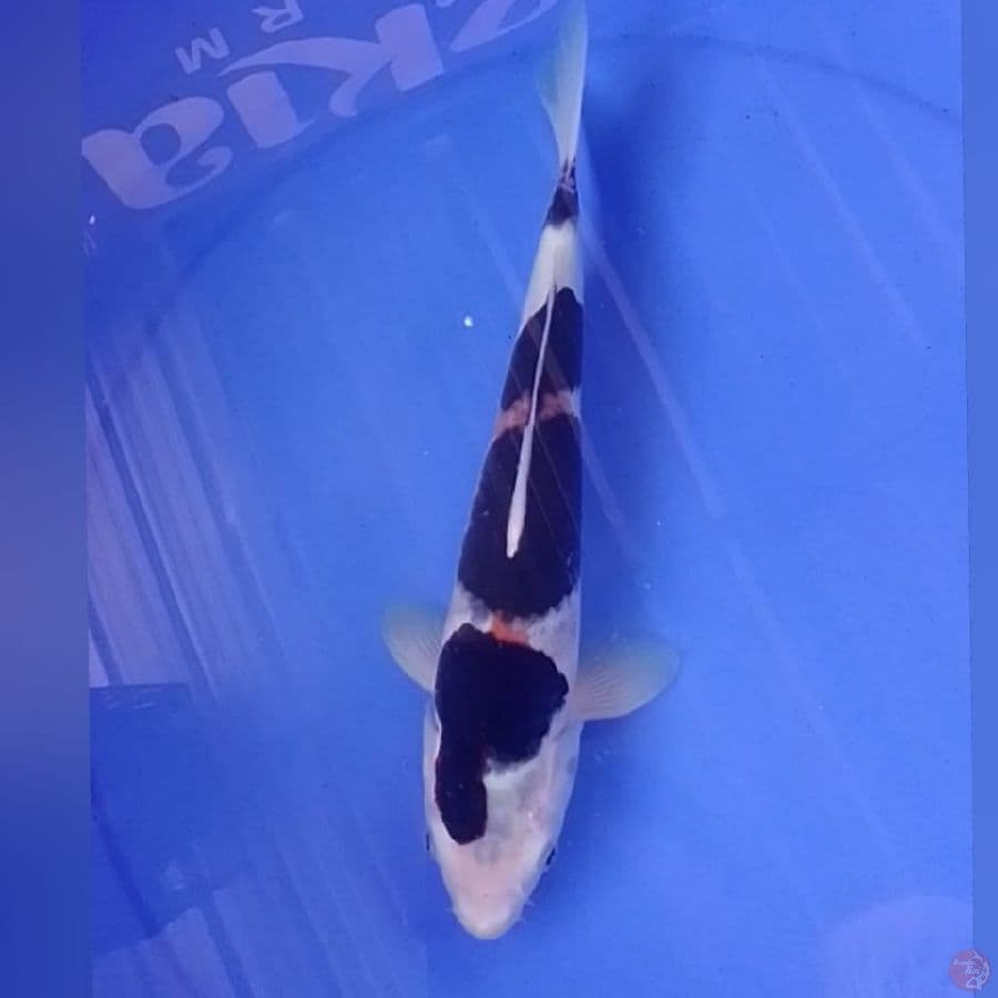 BODOGOROMO 30CM