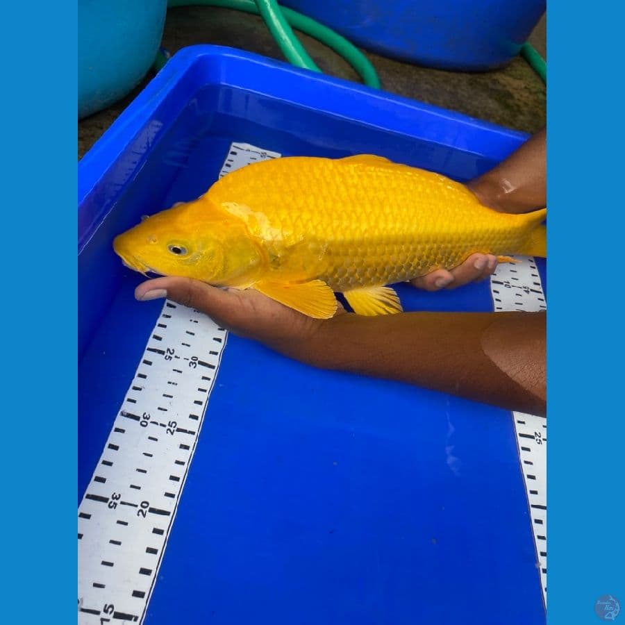 karasi 40 cm