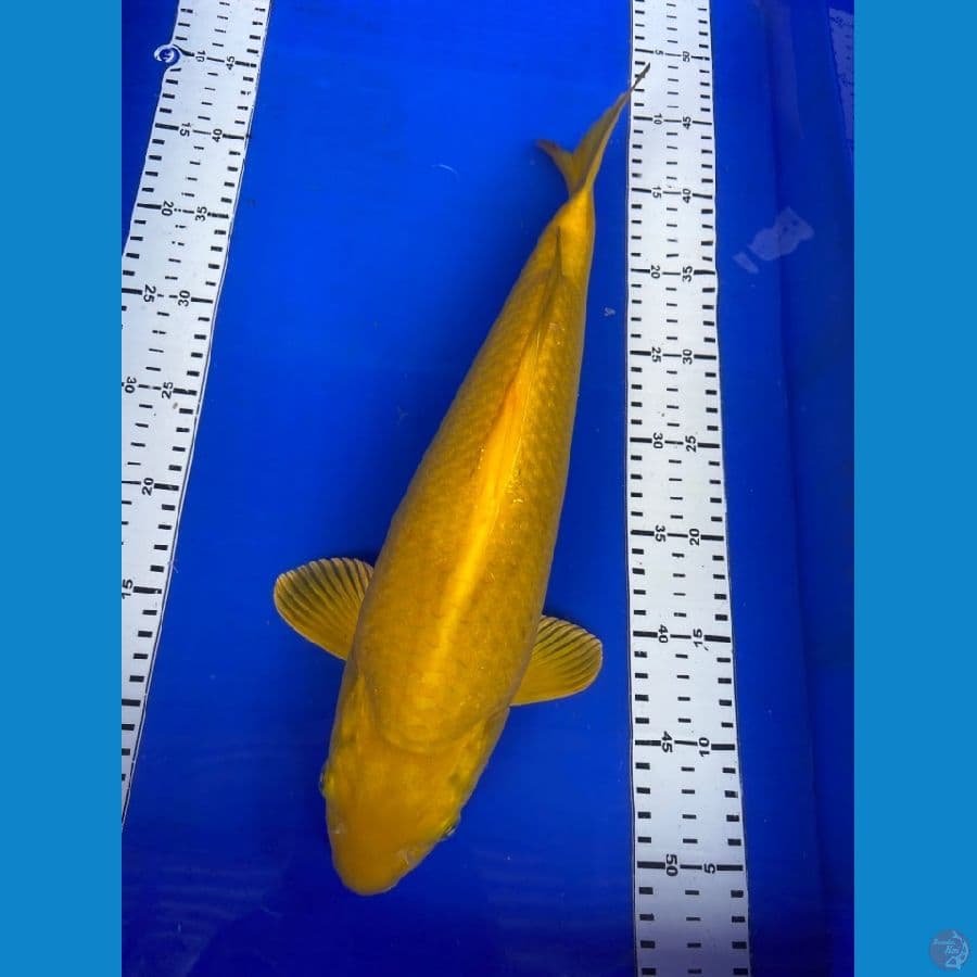 karasi 40 cm