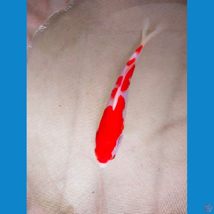 kohaku 20cm sisik