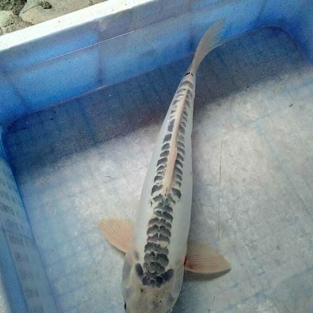 Lumayan37cm