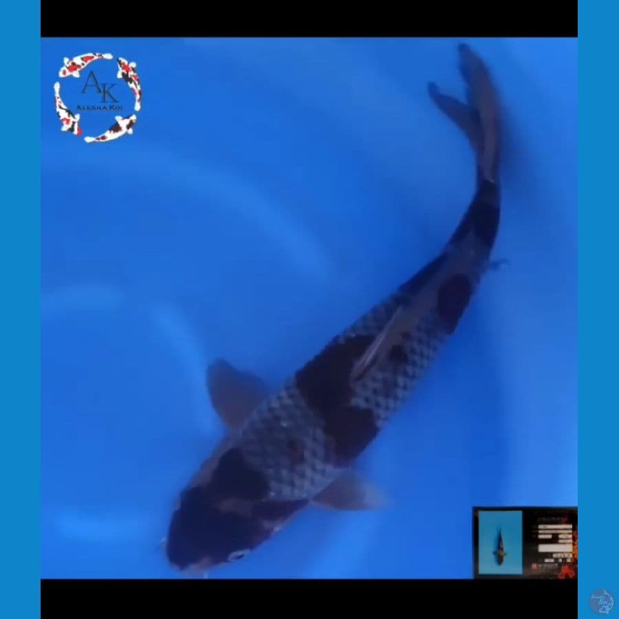 Ochiba size 45cm male serti Yamasan Koi Farm