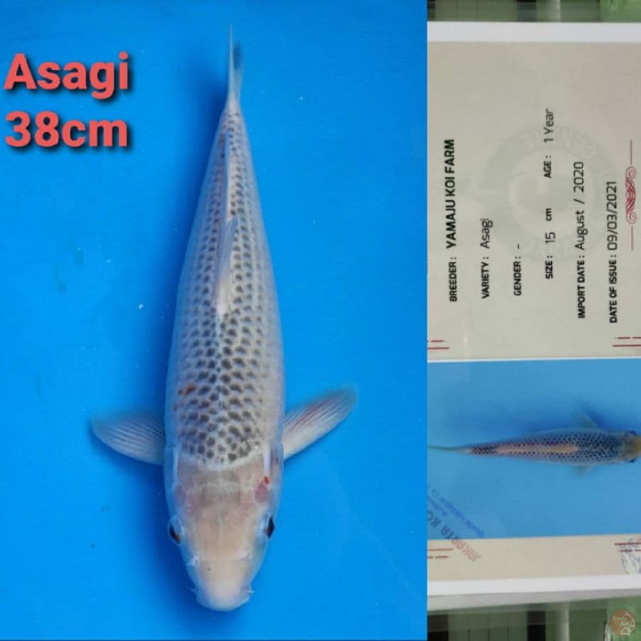 YAMAJYU ASAGI 38CM SERTI