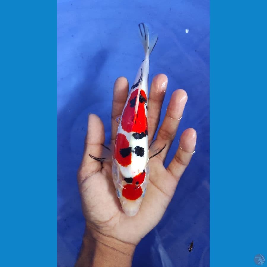 maruten sanke 24cm merah strong