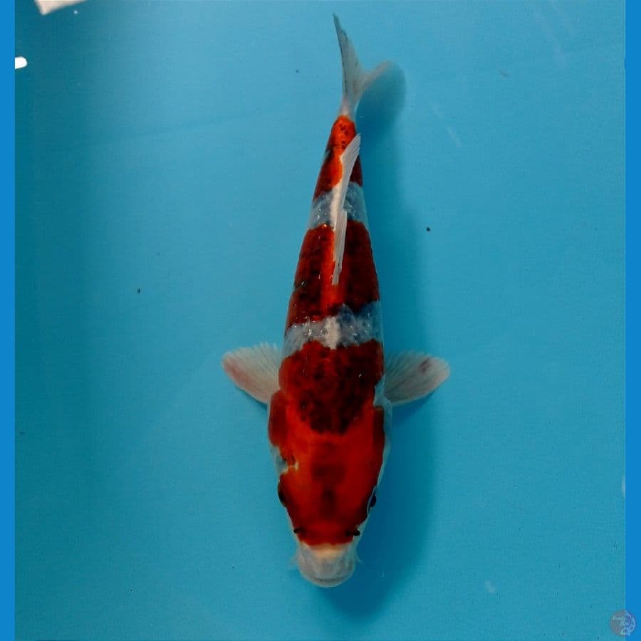 goshiki 25 cm