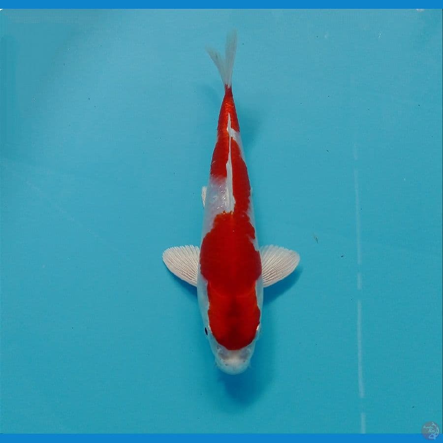 sakura ogon 21 cm