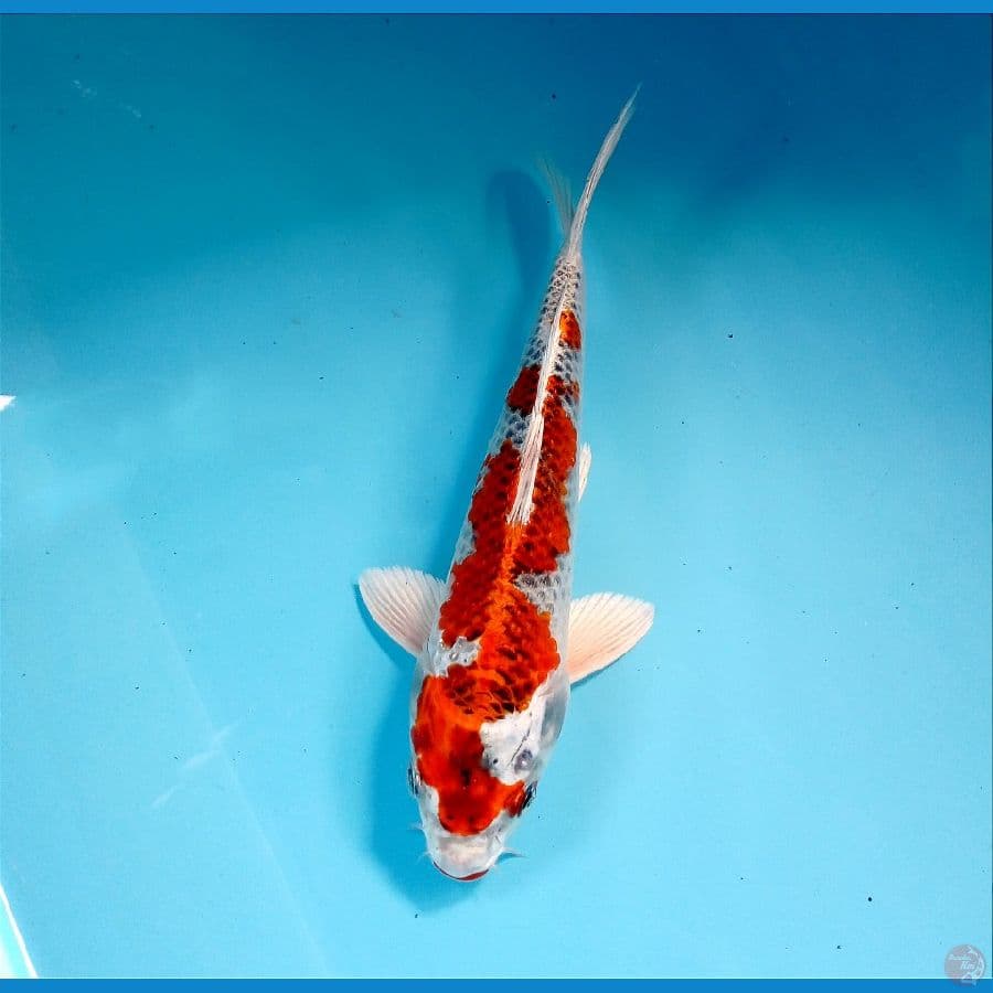 kujaku 22 cm