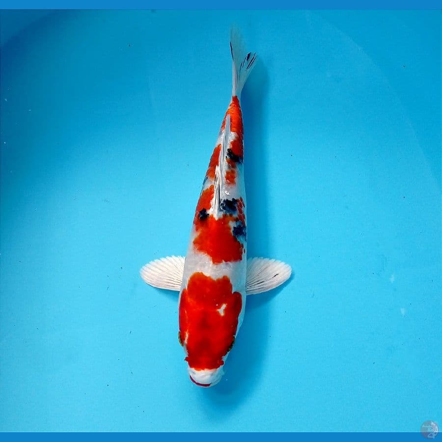 heisei nishiki 23 cm