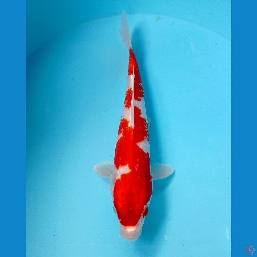 kohaku 23 cm