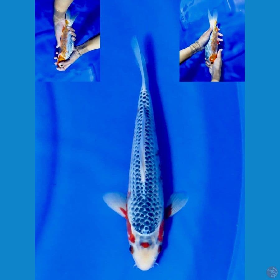 27cm , male Asagi