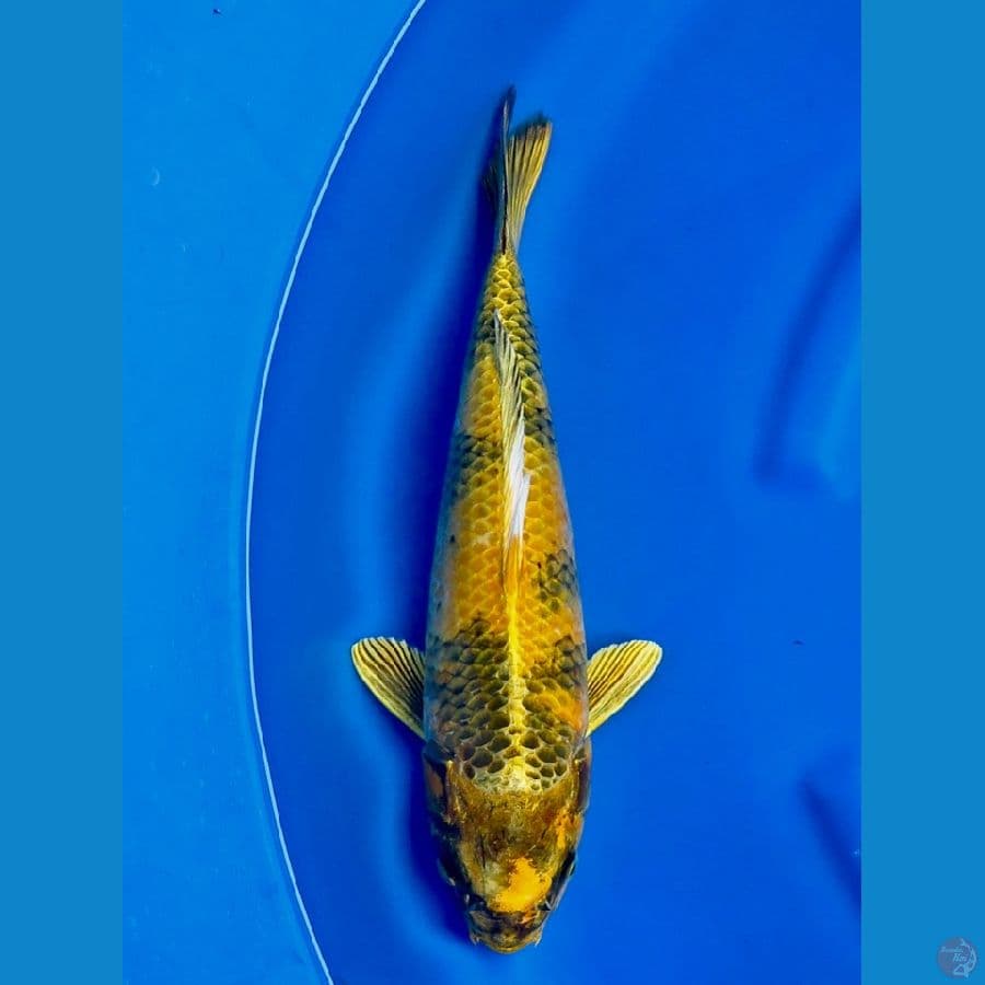 37cm , Kin Ki Utsri ,