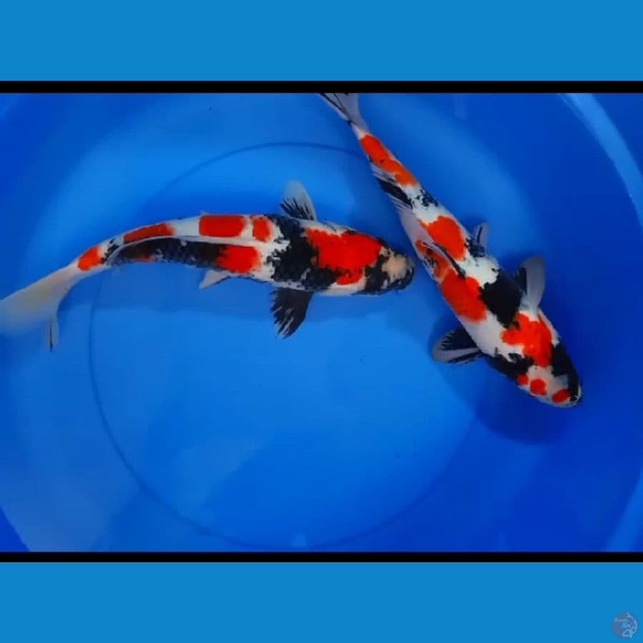 SHOWA PROSPEK 2EKOR 37_38CM