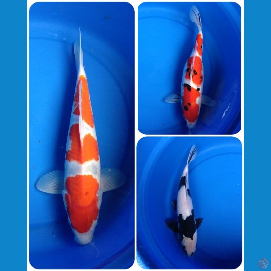 paket 35bu