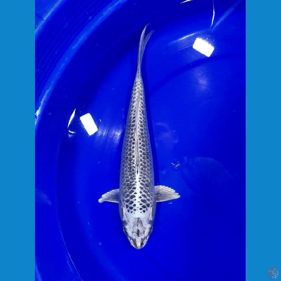 Mukasi 35CM