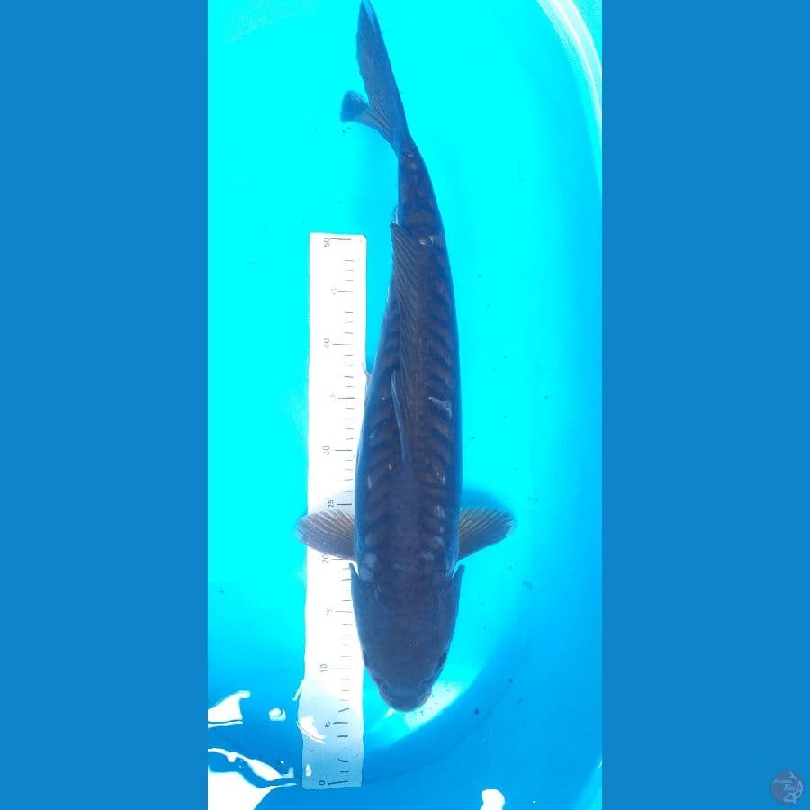 Chagoi Aragoke 55up/F