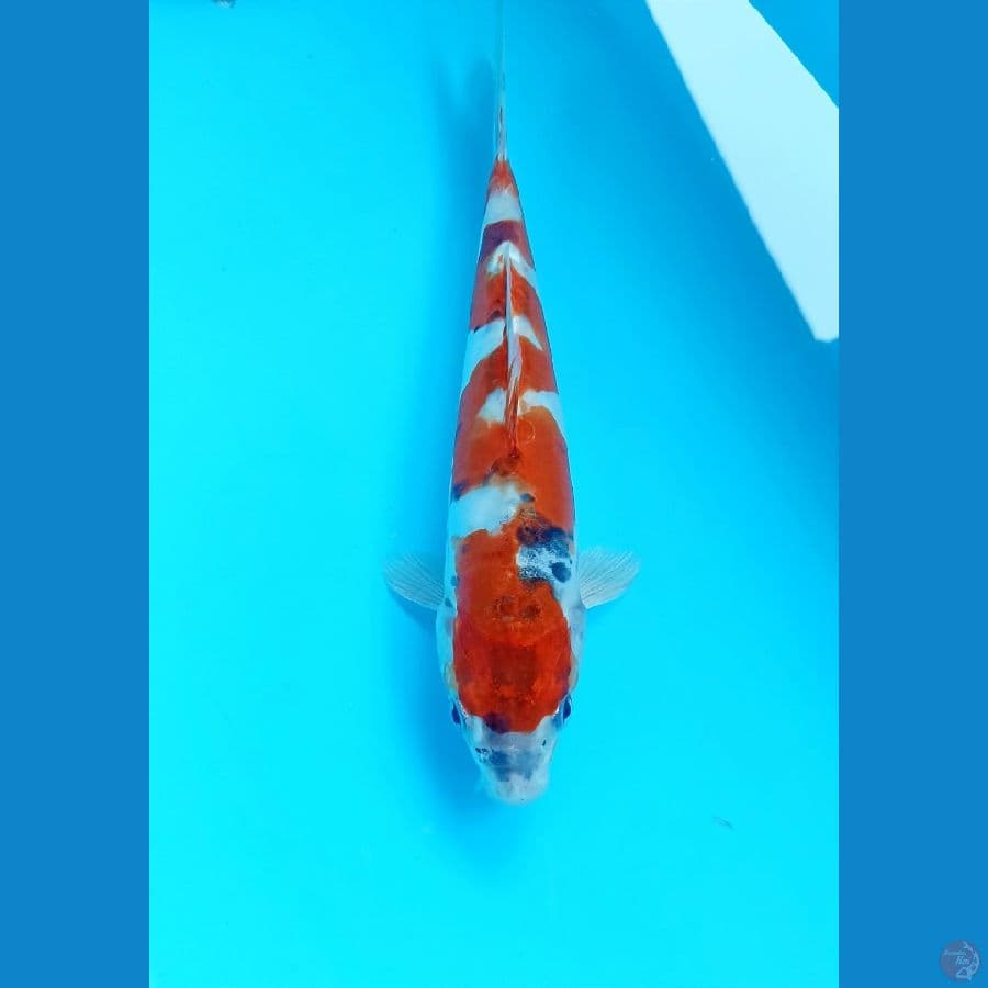kiko 23cm