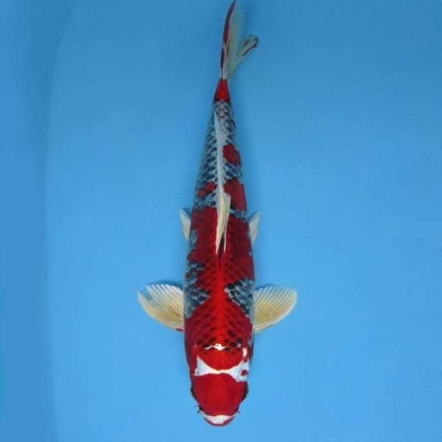 G. KRAKATOA LAVA ~ KUJAKU MERAH LAVA,-
