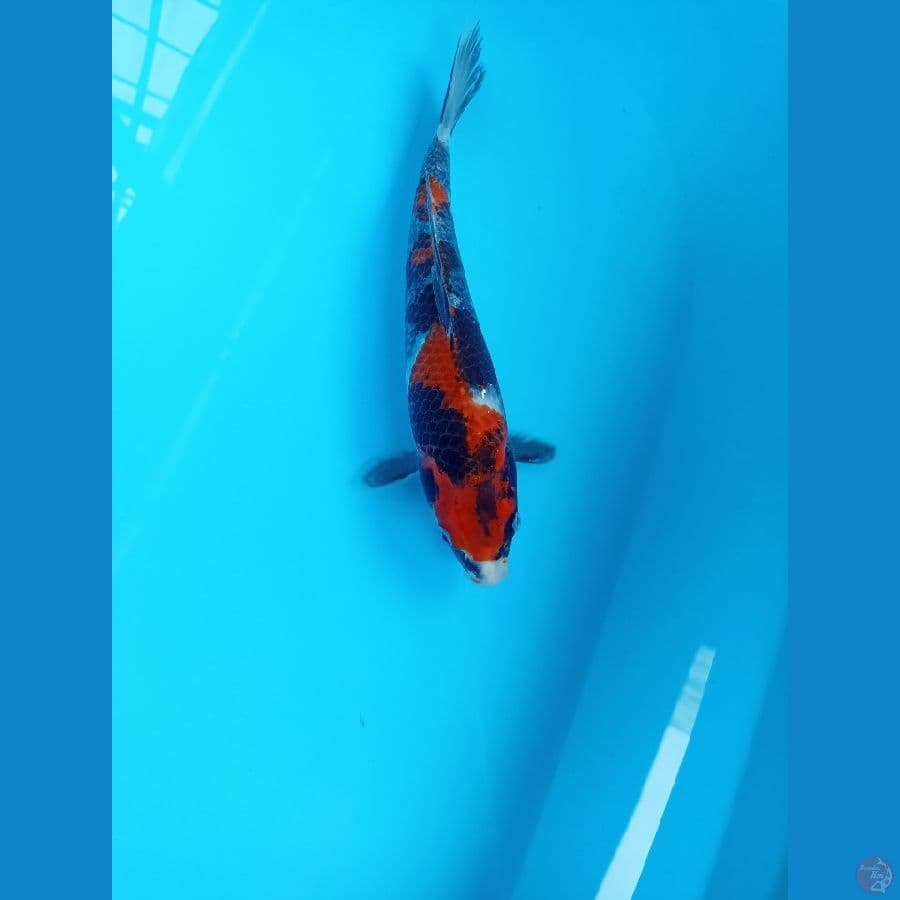 showa goshiki 27cm