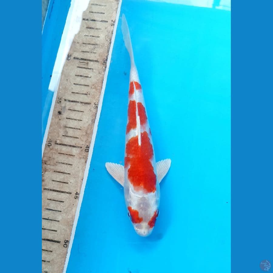 sakura ogon 22cm