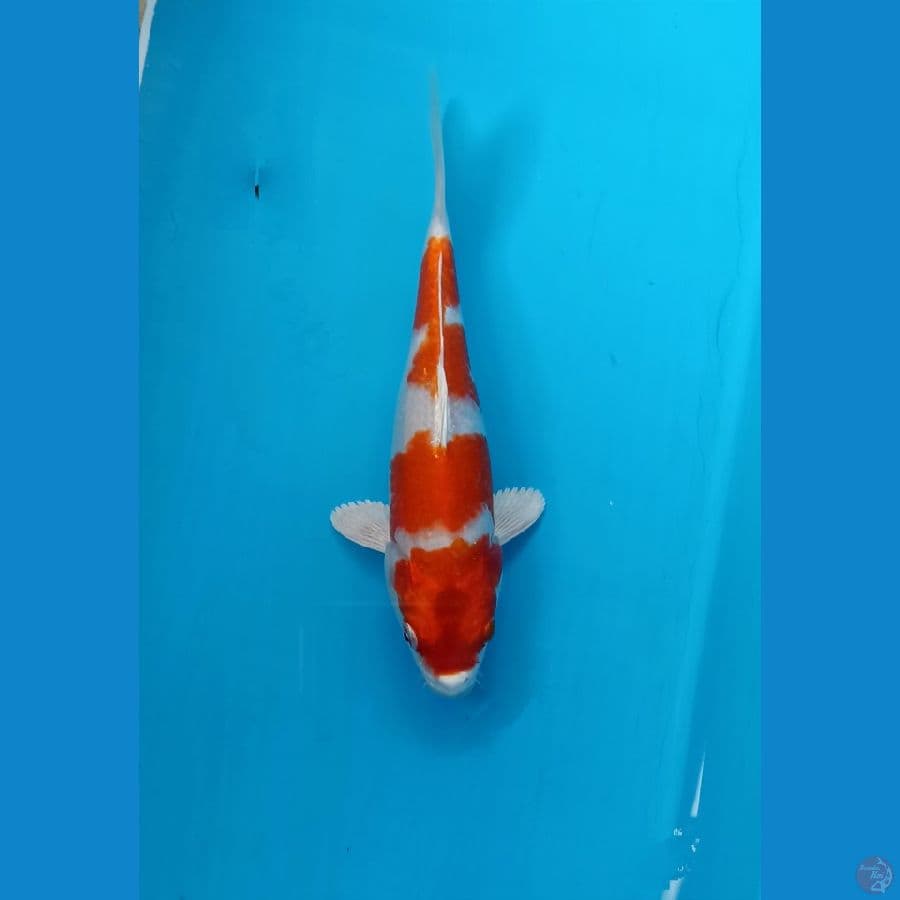 Sakura ogon 20cm