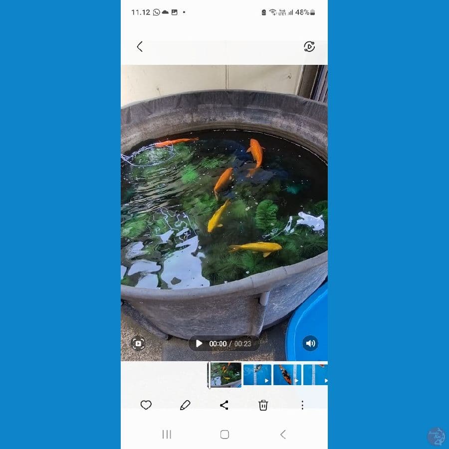 kenzo koi