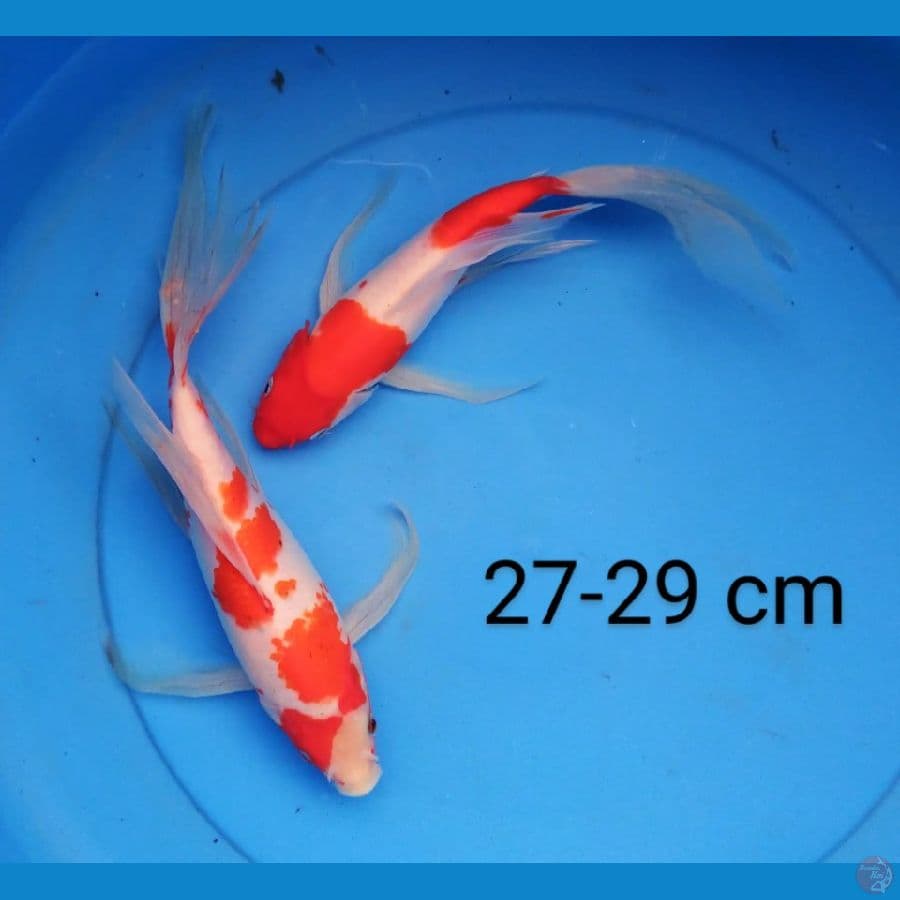 slayer kohaku 27-29 cm