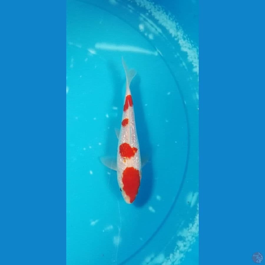 kohaku