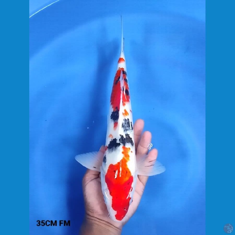 Sanke 35CM FM