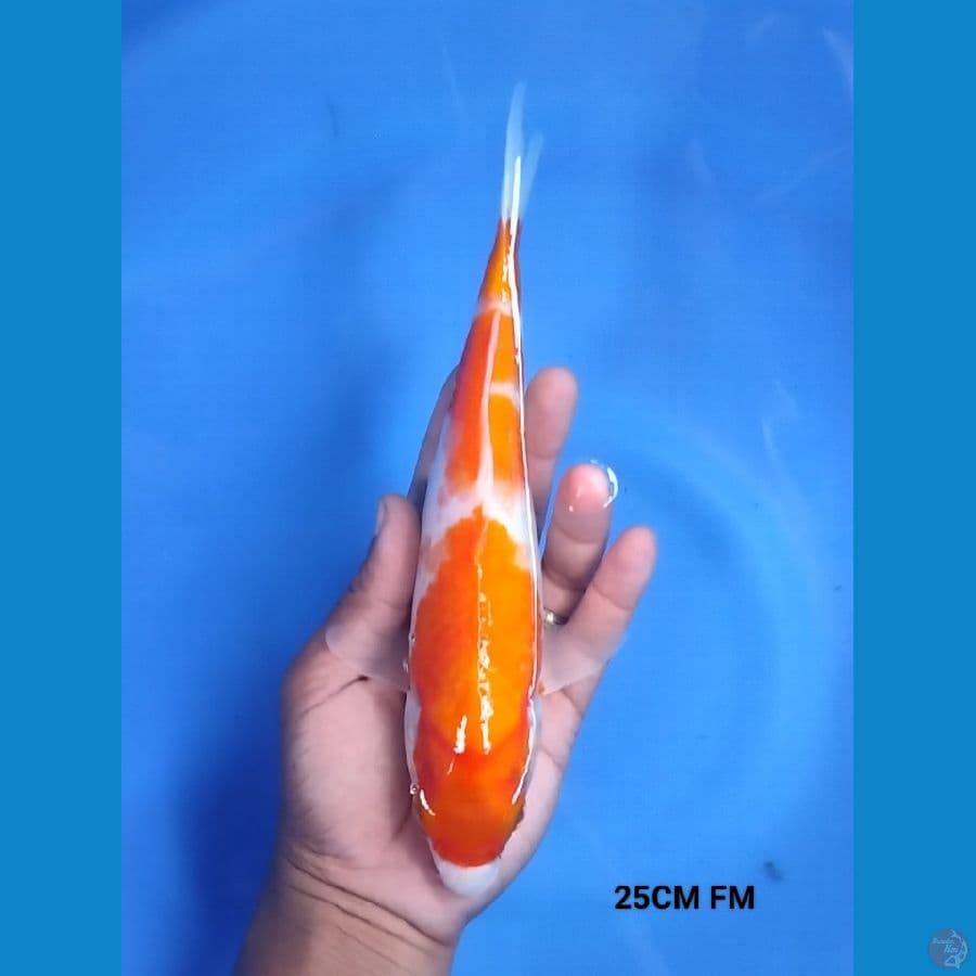 Kohaku 25 FM