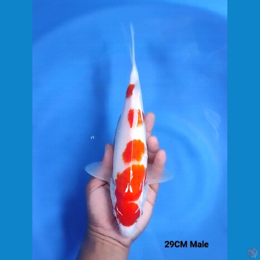 Kohaku 29 Male