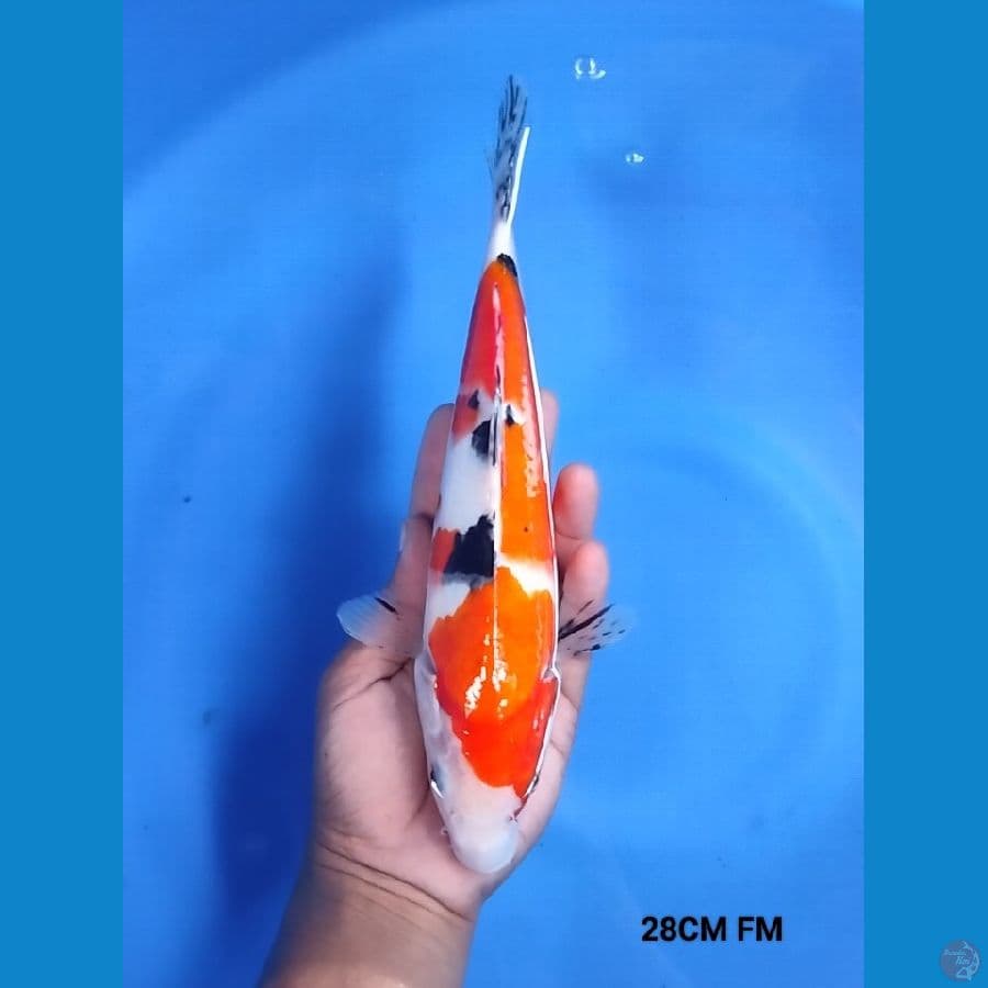 Sanke Tsubosumi 28 FM