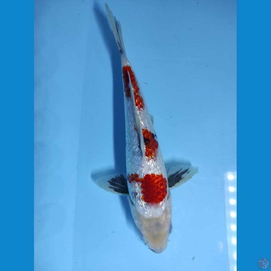 kindai showa gindrin m21cm