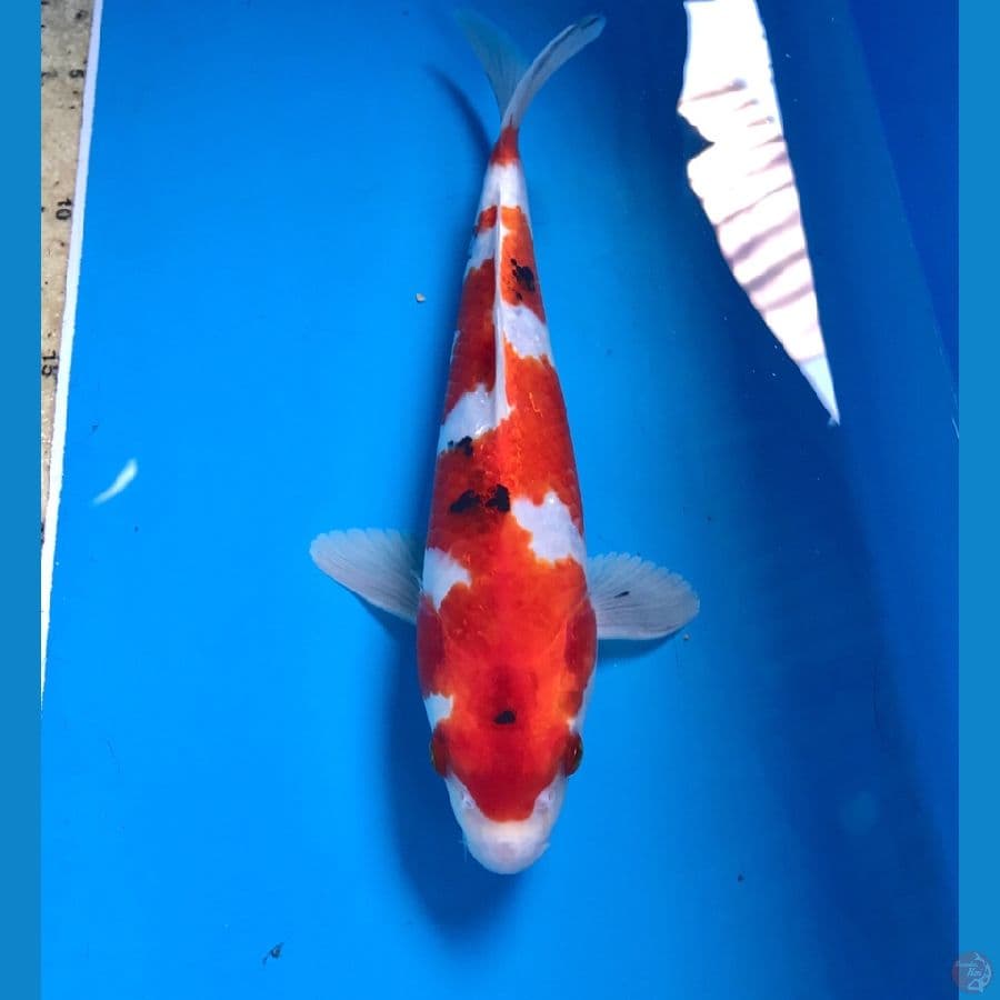 heisei nishiki 25cm