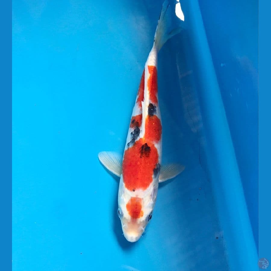 heisei nishiki 22cm