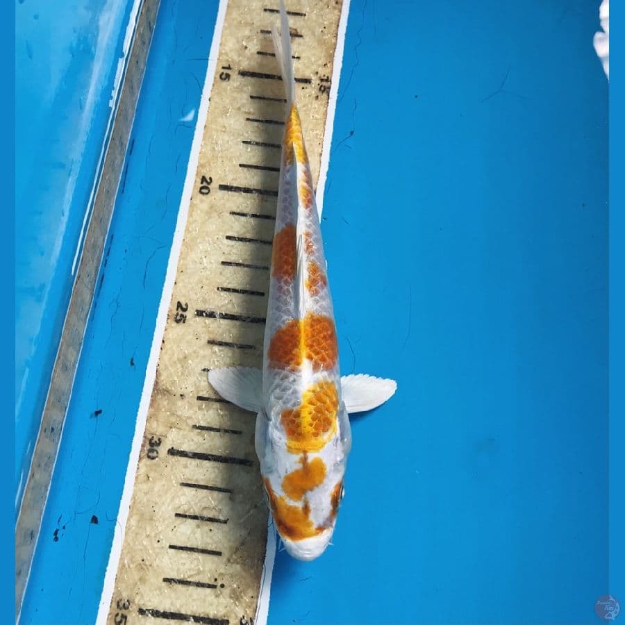 hariwake 20cm