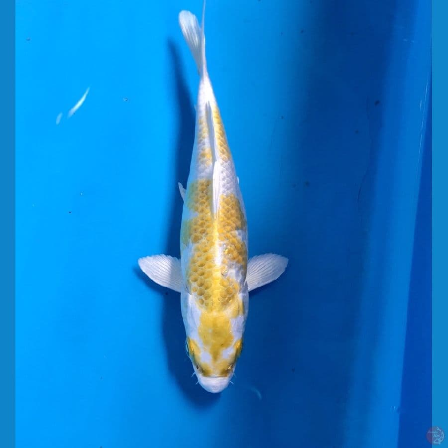 hariwake 19cm