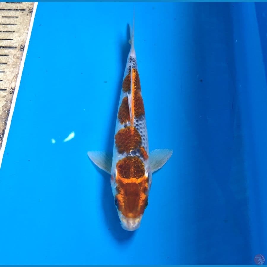 kogane 20cm
