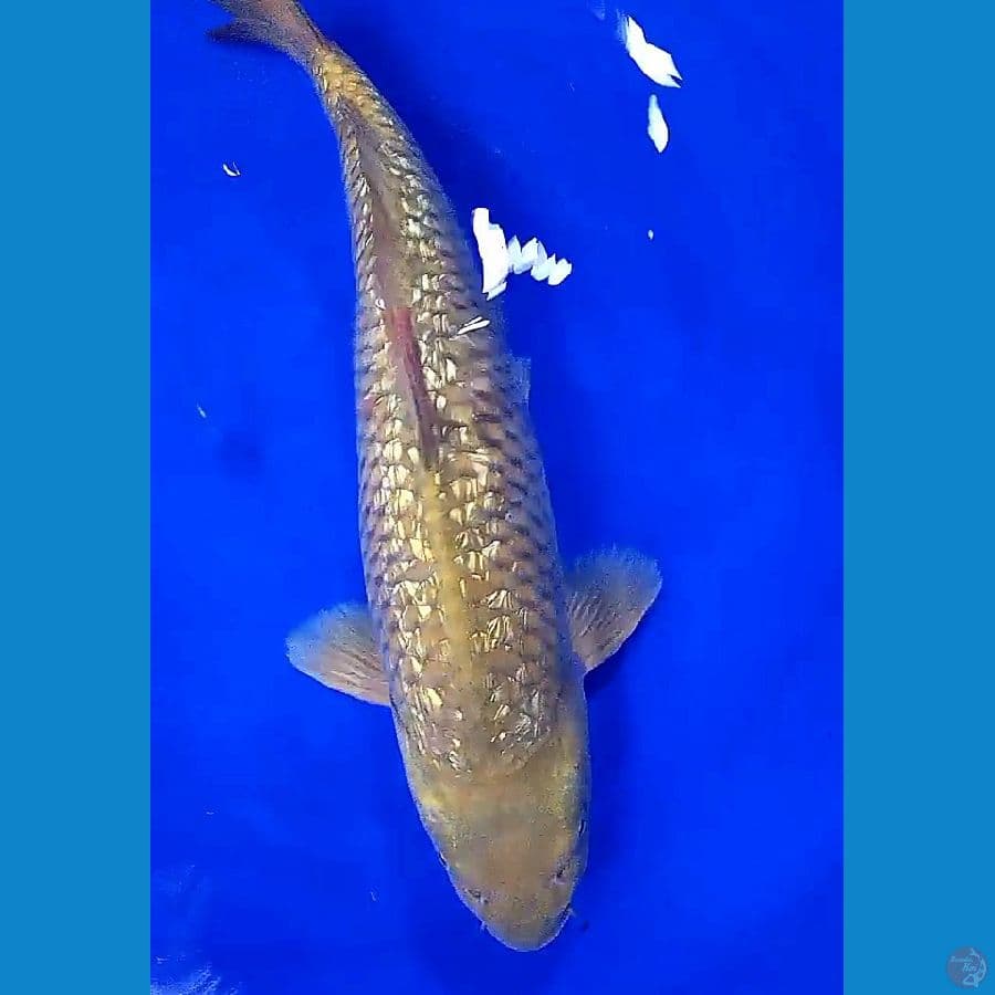 jumbo midori ginrin body lebar munuk 50 bu/49 cm