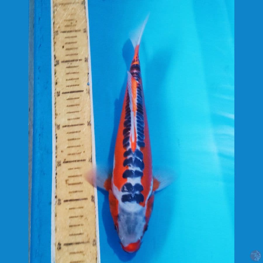 Hana shusuii sq jozz 30cm