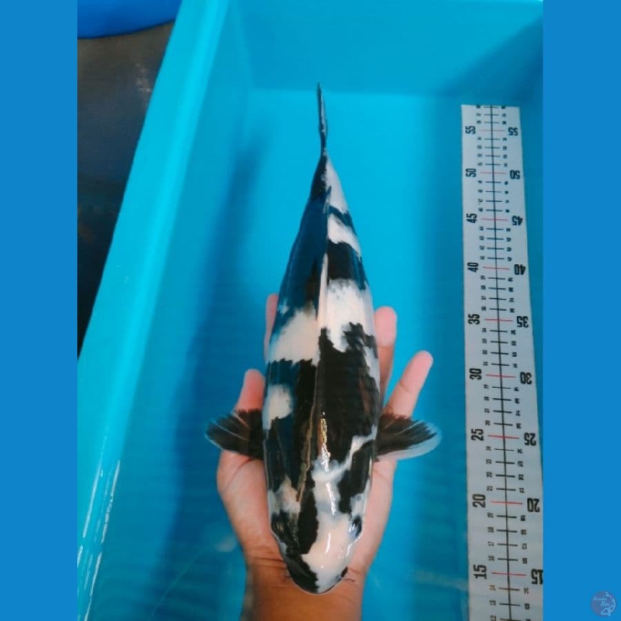 SHIRO SQ 35CM FEMALE