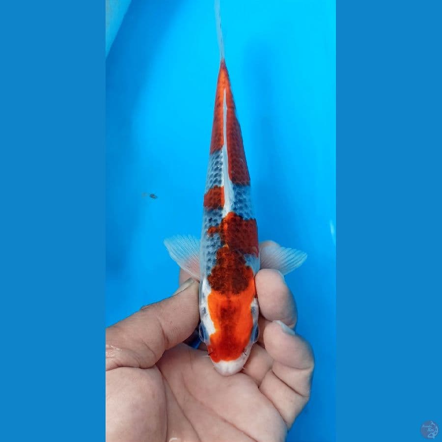 Goshiki 20cm