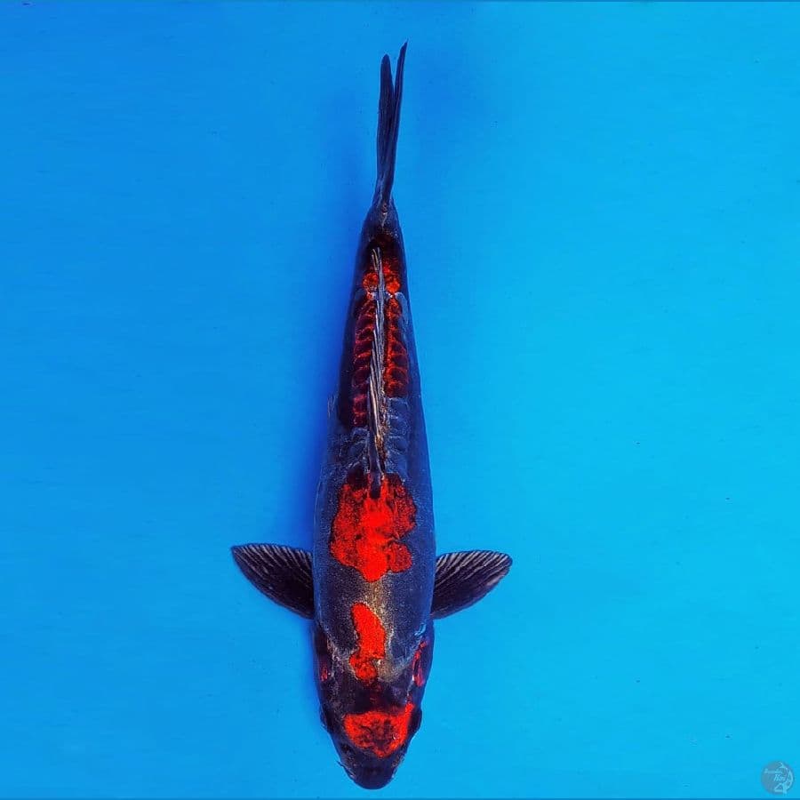 KENZEI 1 ~ Beni Kikokuryu Quality 30 cm/male ™