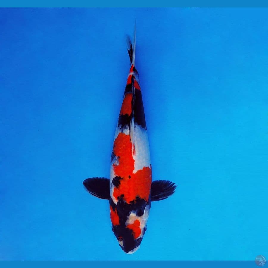 KENZEI 5 ~ Showa Sansoku 30 cm/fm ™