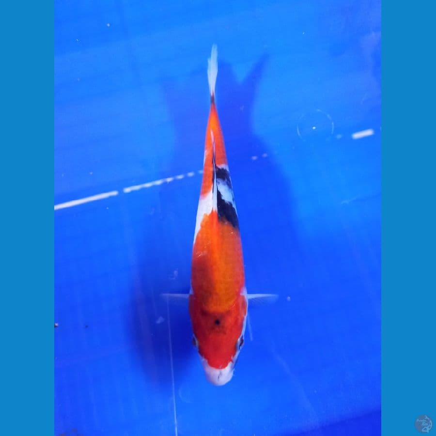 showa 22cm