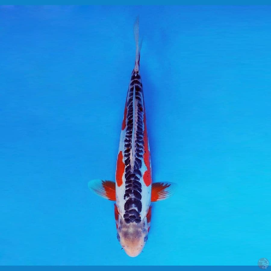 KENZEI 10 ~ Shusui 27 cm/fm ™