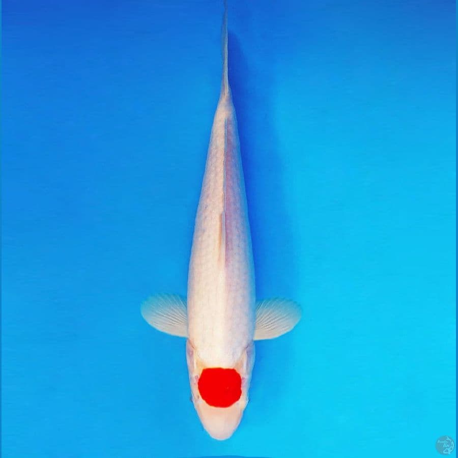 KENZEI 11 ~ Original Tancho 32 cm/fm ™