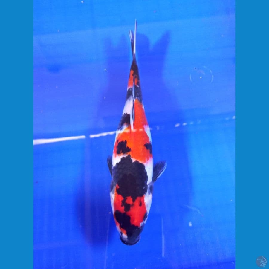 showa 23cm