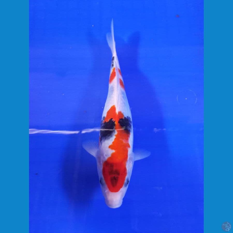 showa 23cm