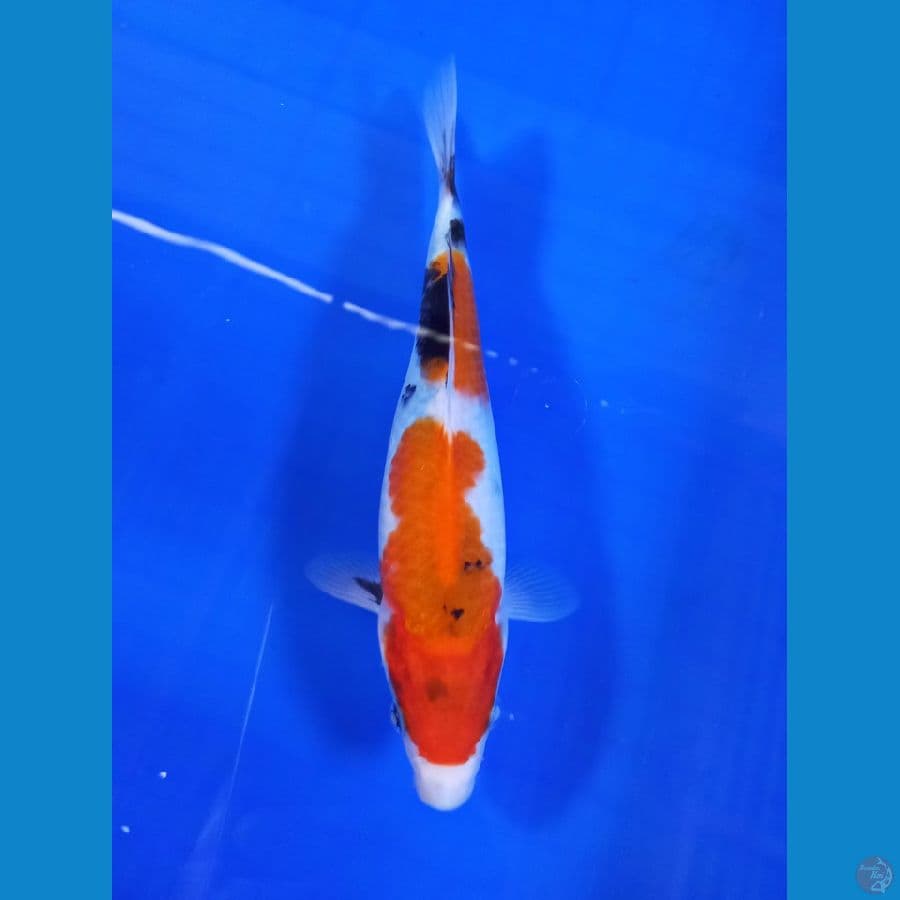 showa 23cm